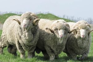 Ставропольська порода овець: характеристики, утримання та догляд