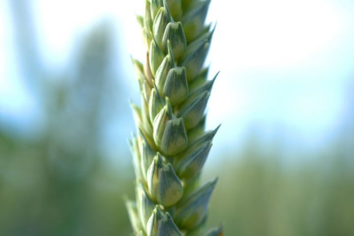 Яра пшениця: сорти, вирощування, врожайність
