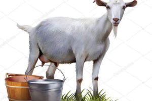 Як доїти козу: скільки разів, перед окотом, після окоту