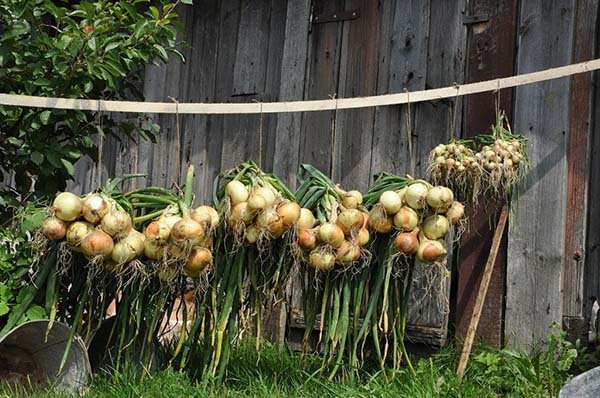Вирощування цибулі Эксибишен з насіння: посадка на розсаду і догляд в домашніх умовах