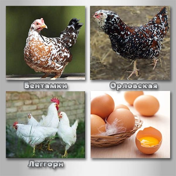 Яєчні породи курей з описом і фото, кращі породи