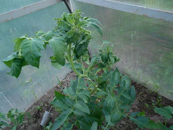 У помідорів скручуються листя: чому (причини) і що робити, як допомогти рослині