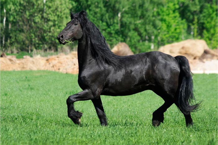 Фризька порода коней: фото, опис
