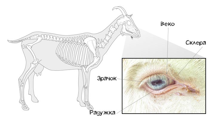 Око кози: особливості зіниці і будова органу