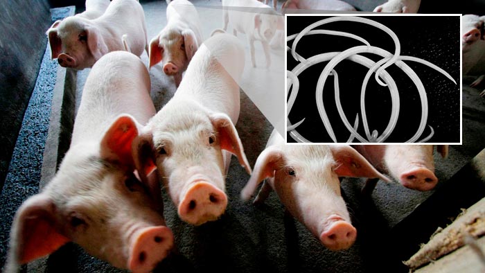 Глисти у свиней: як вивести — симптоми і лікування