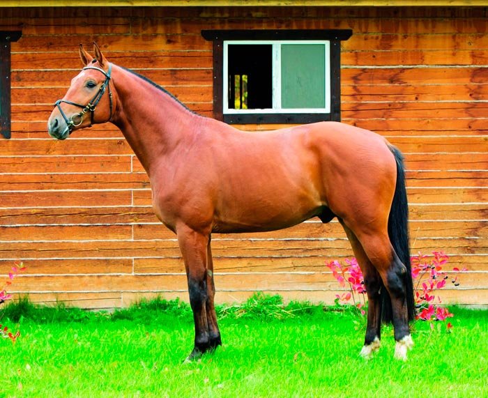 Гнідий кінь (кінь): який це колір, фото і опис