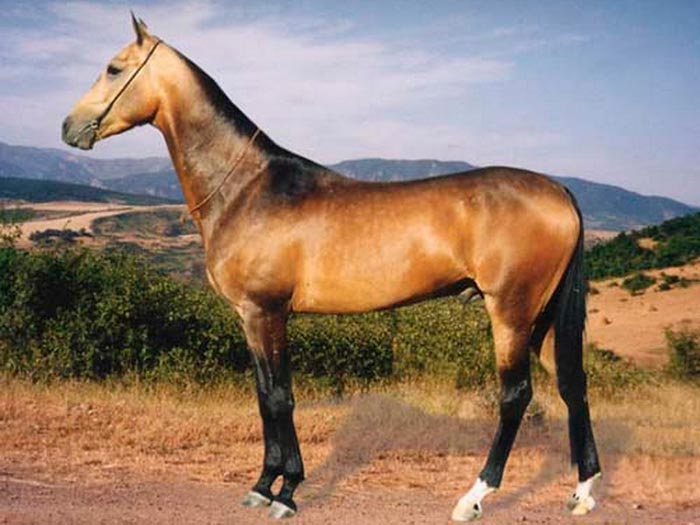 Гнідий кінь (кінь): який це колір, фото і опис