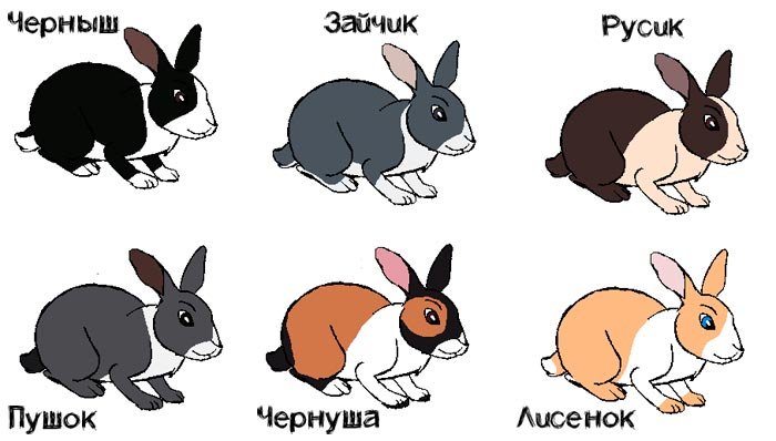 Імена для кроликів: як назвати дівчинку і хлопчика