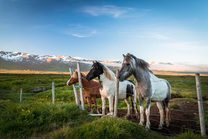 Ісландська кінь (поні): опис та фото
