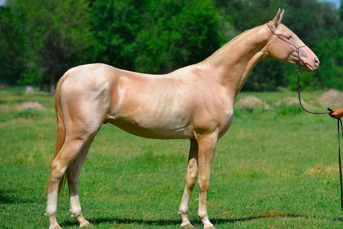Изабелловая масть коня: фото та опис