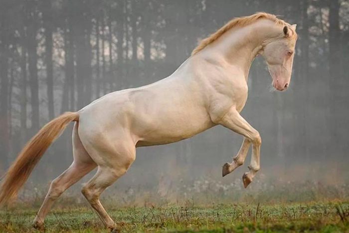 Изабелловая масть коня: фото та опис