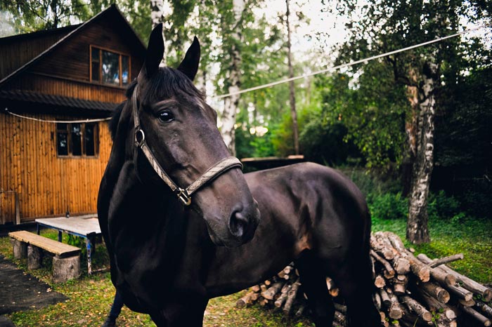 Кабардинская порода коней: фото, історія