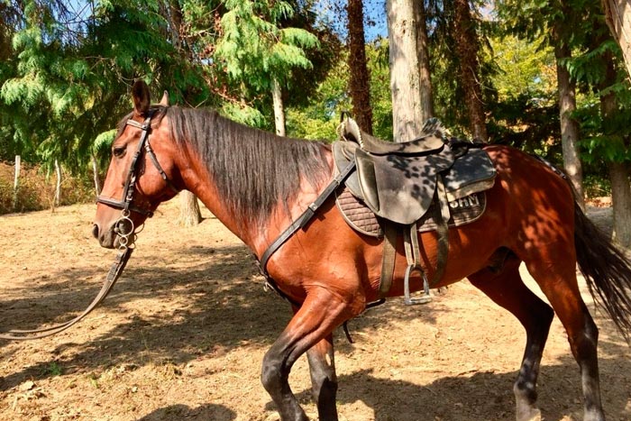 Кабардинская порода коней: фото, історія