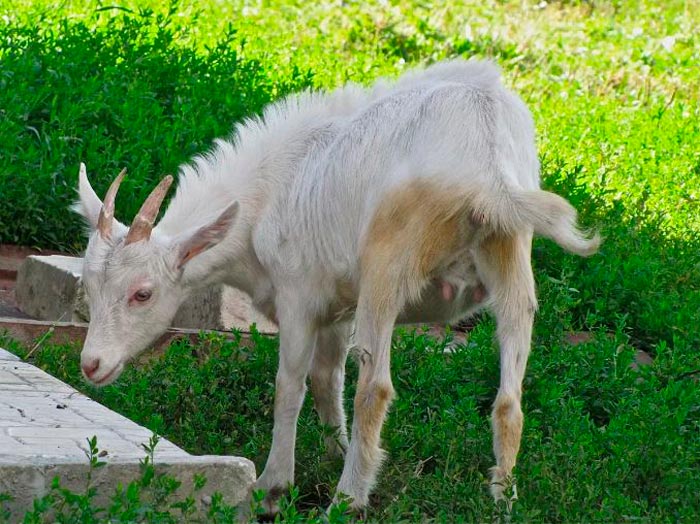Як визначити вік кози за зовнішніми ознаками