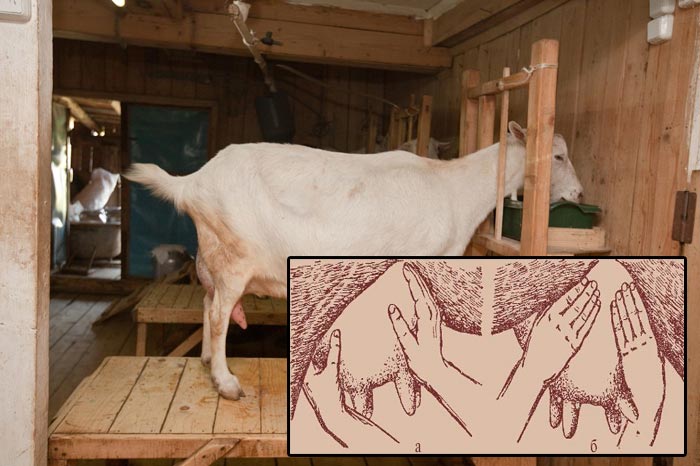 Як правильно доїти козу руками, скільки разів на день