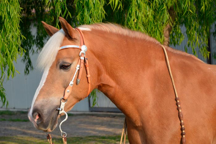 Як приручити кінь: дику або необїждженого