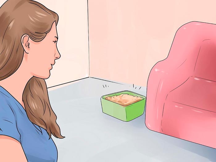Як привчити кролика до лотка в квартирі
