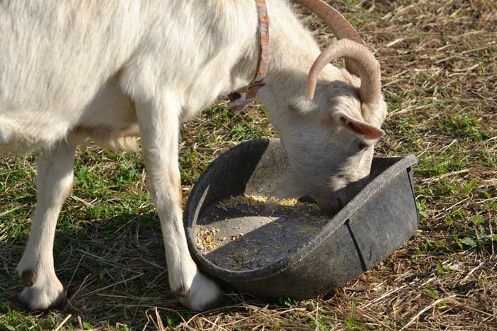 Як раздоить козу без окоту і після першого окоту