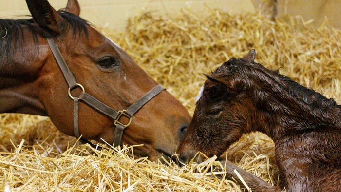 Як народжують коні, скільки ходить вагітна кобила