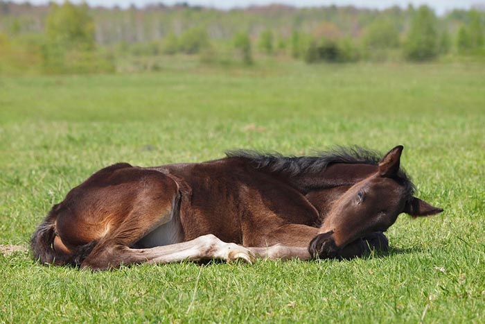 Як сплять коні: лежачи або стоячи