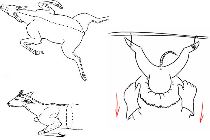 Як вичинити шкуру кози в домашніх умовах