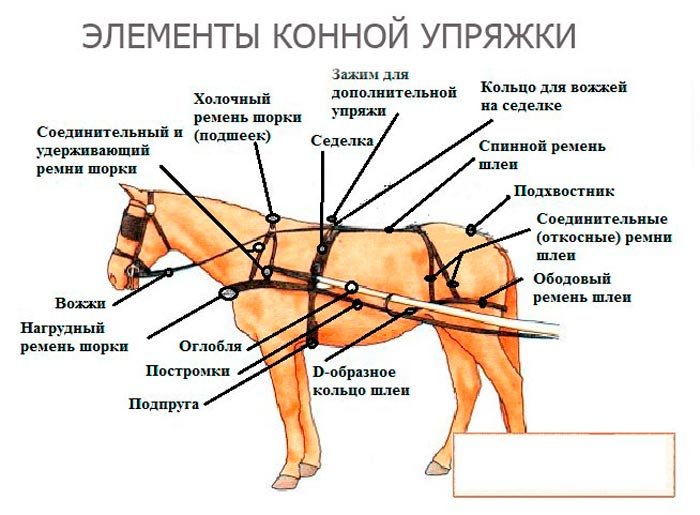 Як запрягти коня в гарбу