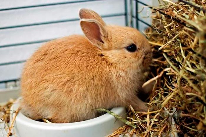 Які гілки дерев можна давати кроликам: гілковий корм