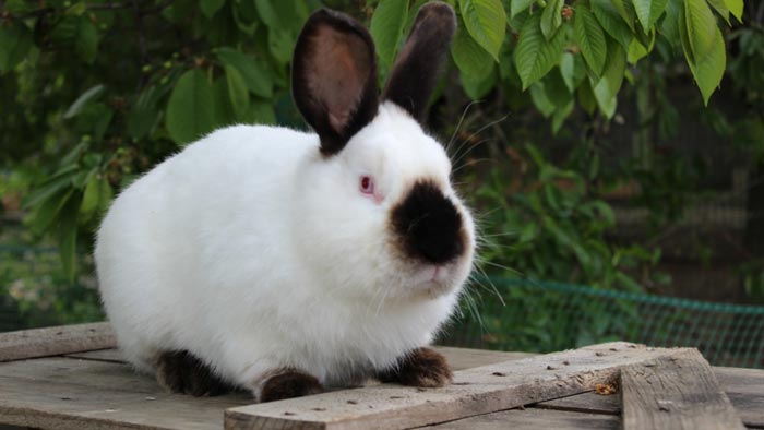 Каліфорнійський кролик: опис породи, фото