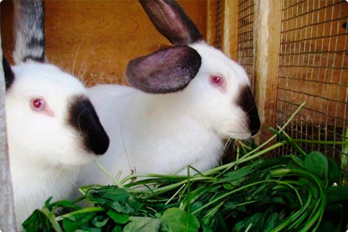 Каліфорнійський кролик: опис породи, фото