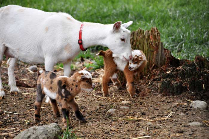 Камерунські карликові кози: опис породи, фото