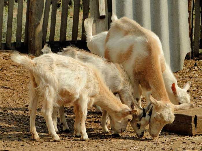 Камерунські карликові кози: опис породи, фото