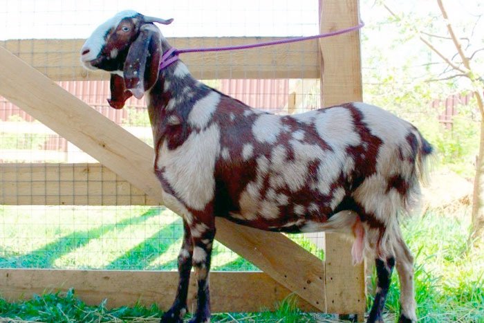 Камори кози: опис породи