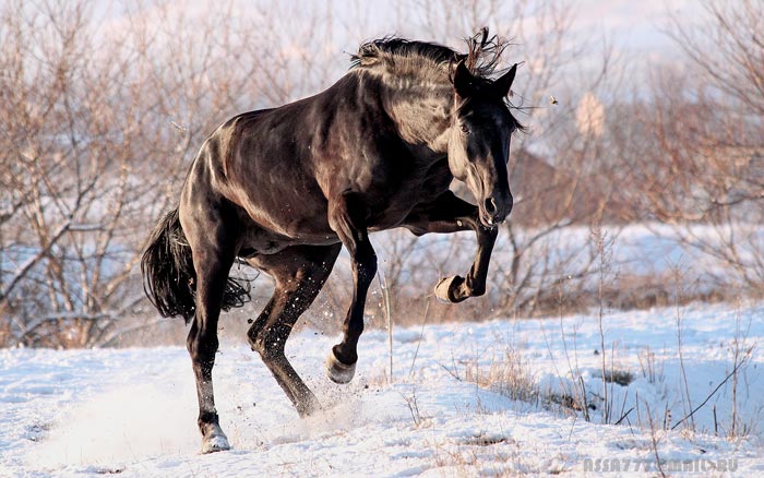 Карачаевская порода коней: фото та опис