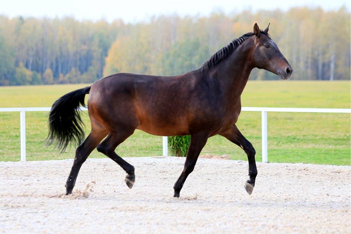 Караковая масть коня: фото, опис