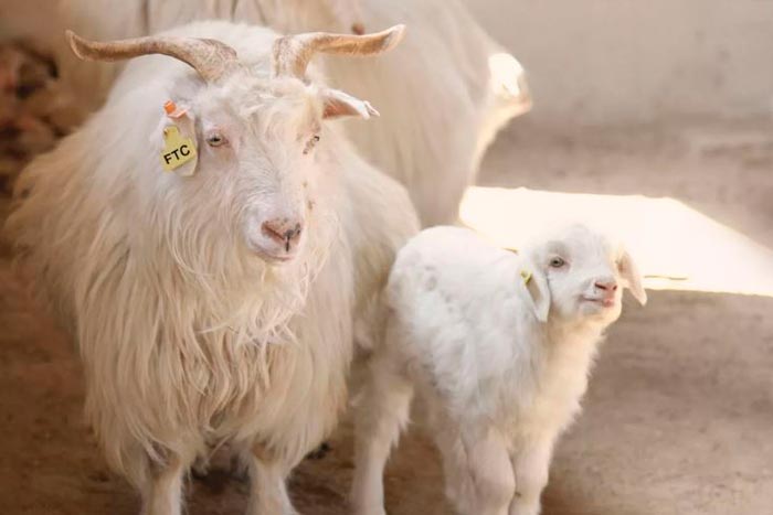 Кашемірова коза та інші пухові породи