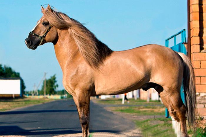 Каурая масть коня: фото, який це колір