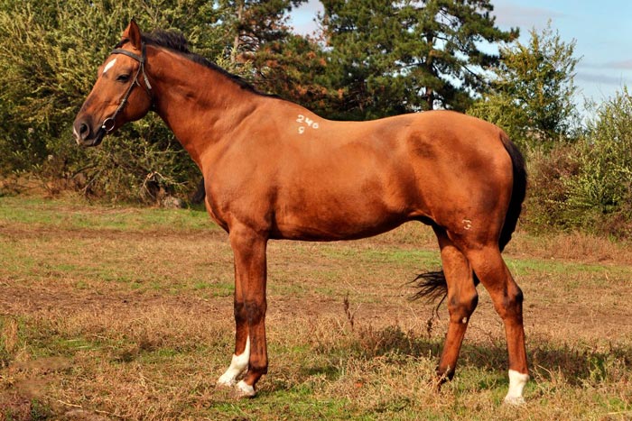 Каурая масть коня: фото, який це колір
