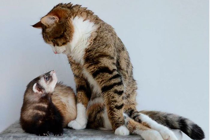 Тхір і кішка: як уживаються домашні улюбленці