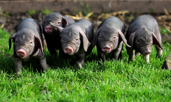 Китайська свиня (порода мейшан): фото поросят