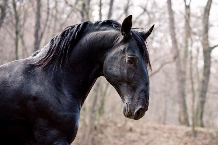 Кладрубская порода коней: опис та фото