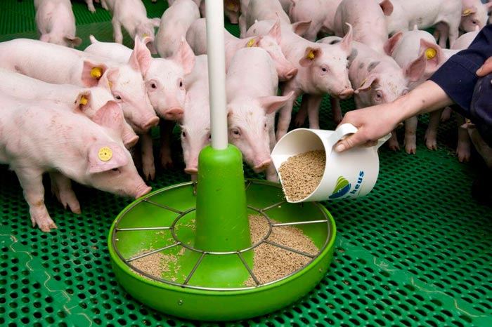 Комбікорм для свиней і поросят: склад і рецепти