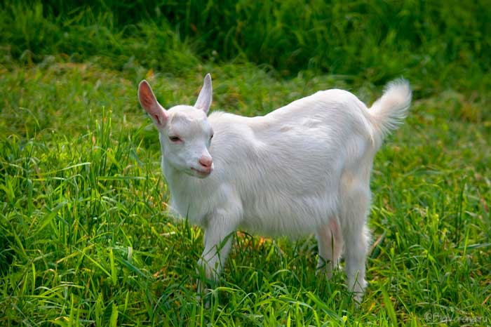 Комолая (безрога) коза: це якась, опис і особливості