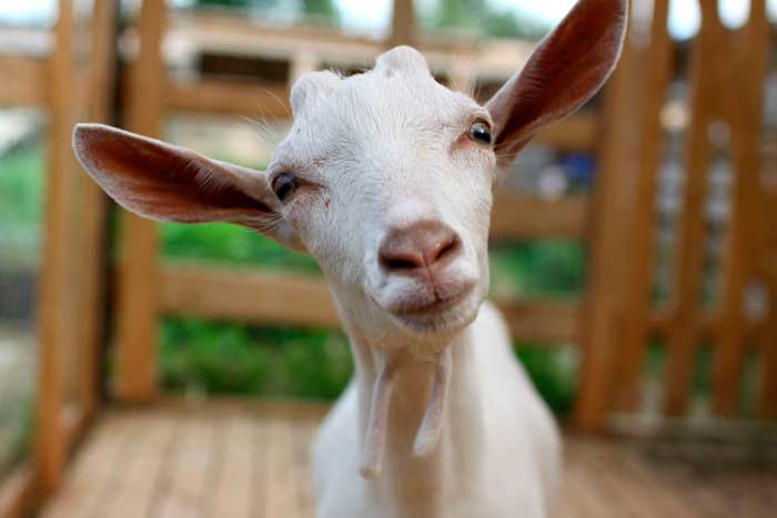 Комолая (безрога) коза: це якась, опис і особливості