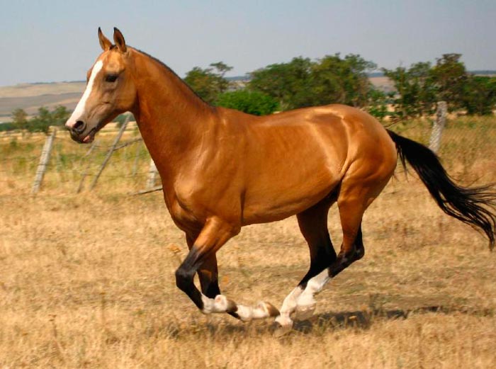 Кінь буланой масті: який це колір, фото і опис
