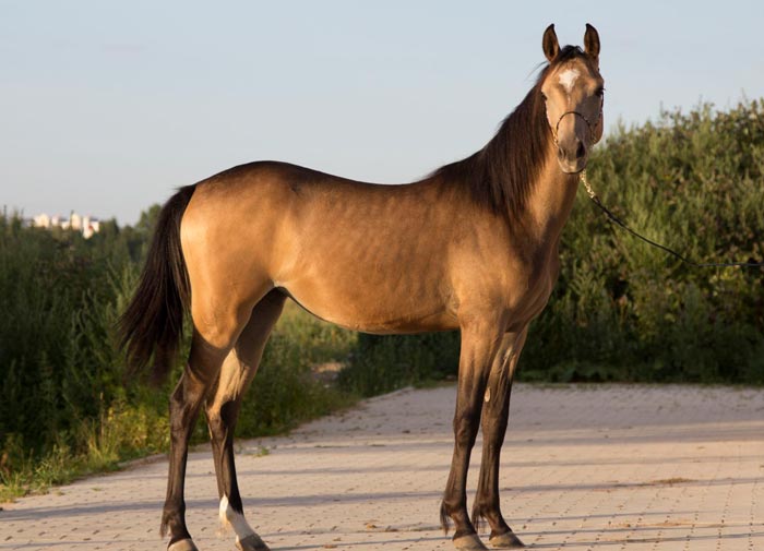 Кінь буланой масті: який це колір, фото і опис