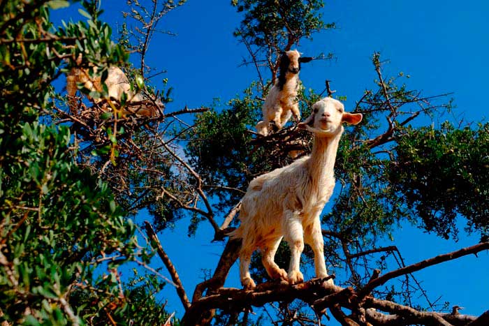 Кози пасуться на деревах у Марокко