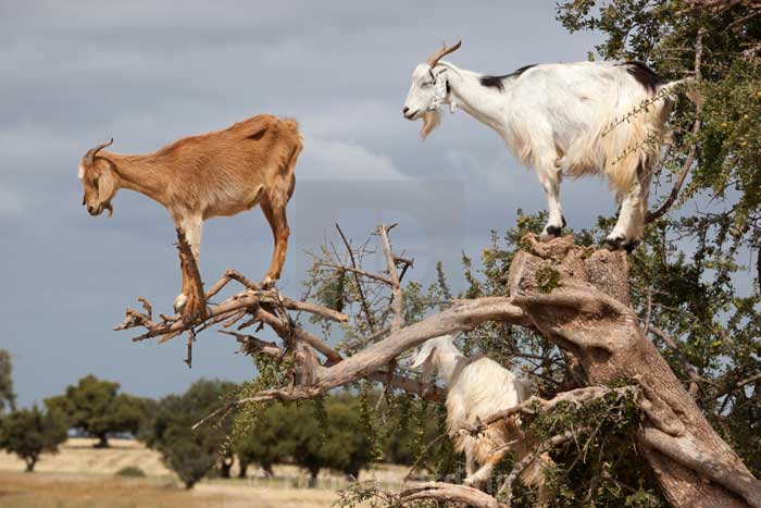 Кози пасуться на деревах у Марокко