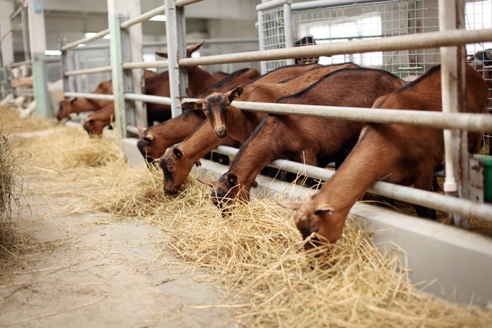 Козяча ферма: бізнес план розведення кіз