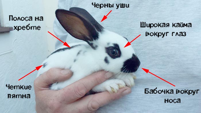 Кролик метелик: фото породи, опис