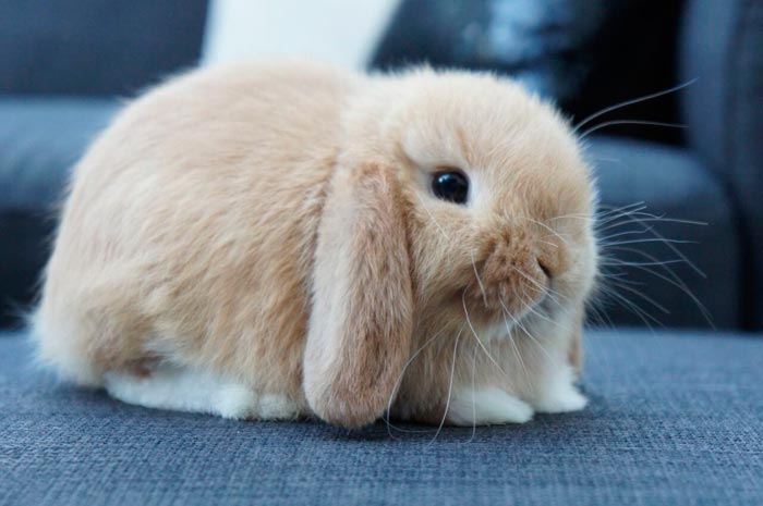 Кролик висловухий баран: декоративна порода французька